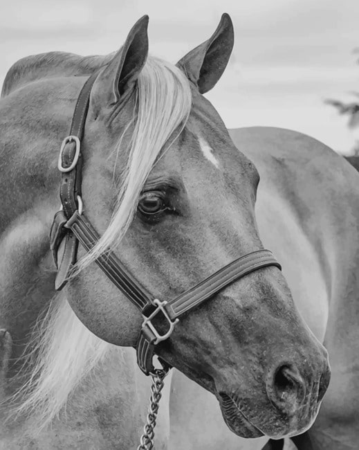 

Black And White Horse – Paint By Numbers - 40*50CM, 501 Original