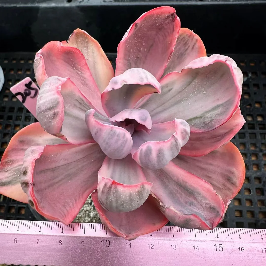 plant Aeonium Echeveria Haworthia  Caudex  Lithops Cactus  Agave 