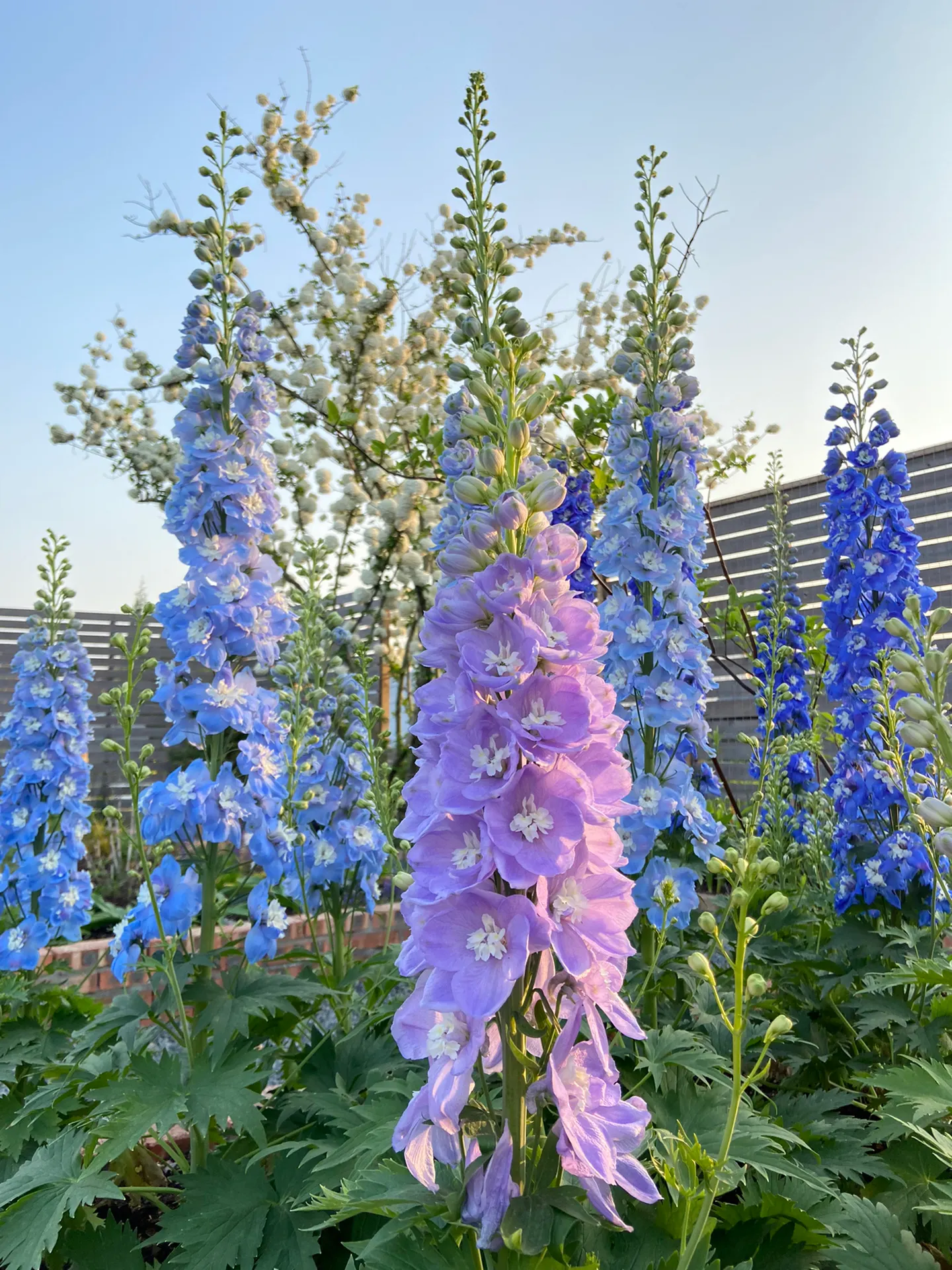 Delphinium Seeds-Mixed 7 Colors