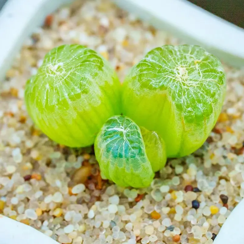 plant Aeonium Echeveria Haworthia  Caudex  Lithops Cactus  Agave 