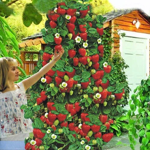 🍓Climbing Strawberry Tree Seeds