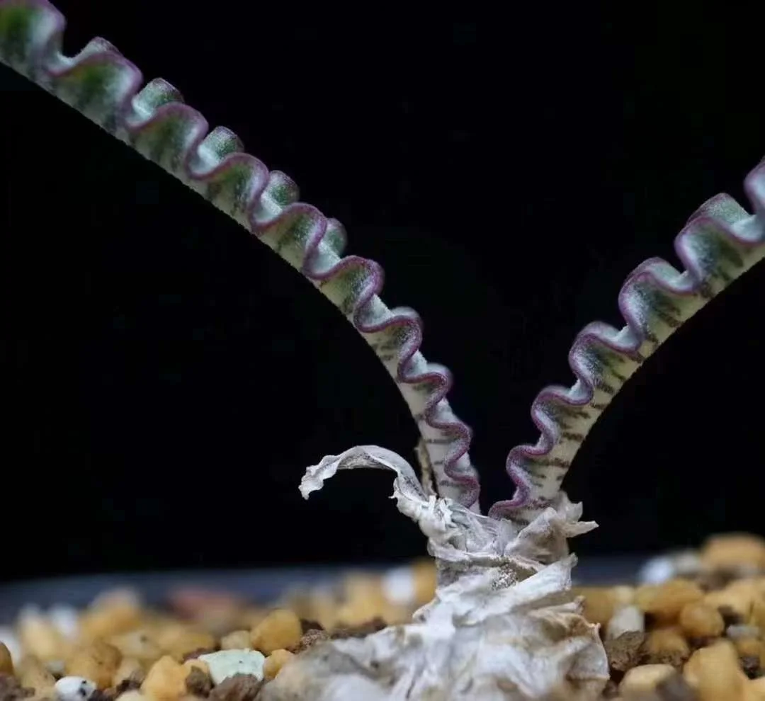 plant Aeonium Echeveria Haworthia  Caudex  Lithops Cactus  Agave 