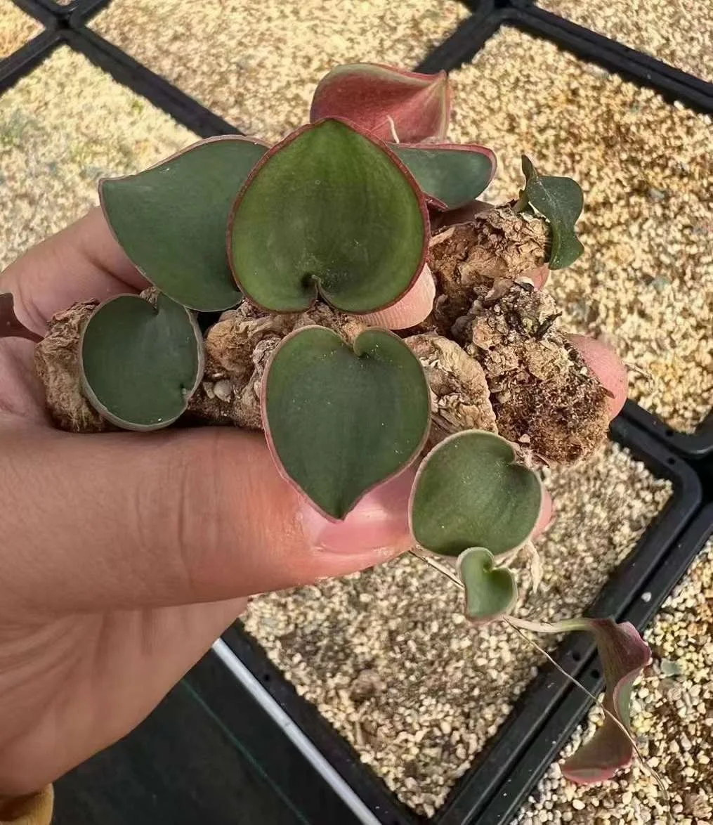 plant Aeonium Echeveria Haworthia  Caudex  Lithops Cactus  Agave 