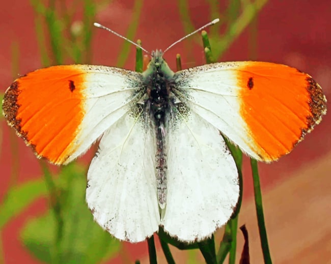 

White Orange Butterfly Wings – Paint By Numbers - 40*50CM, 501 Original