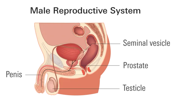 Understanding the Prostate: Your Guide to Health and Pleasure