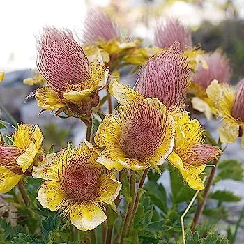 Prairie Smoke Flower Seeds
