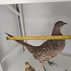 Real Taxidermy Pheasant Filler Specimen Teaching/Decoration