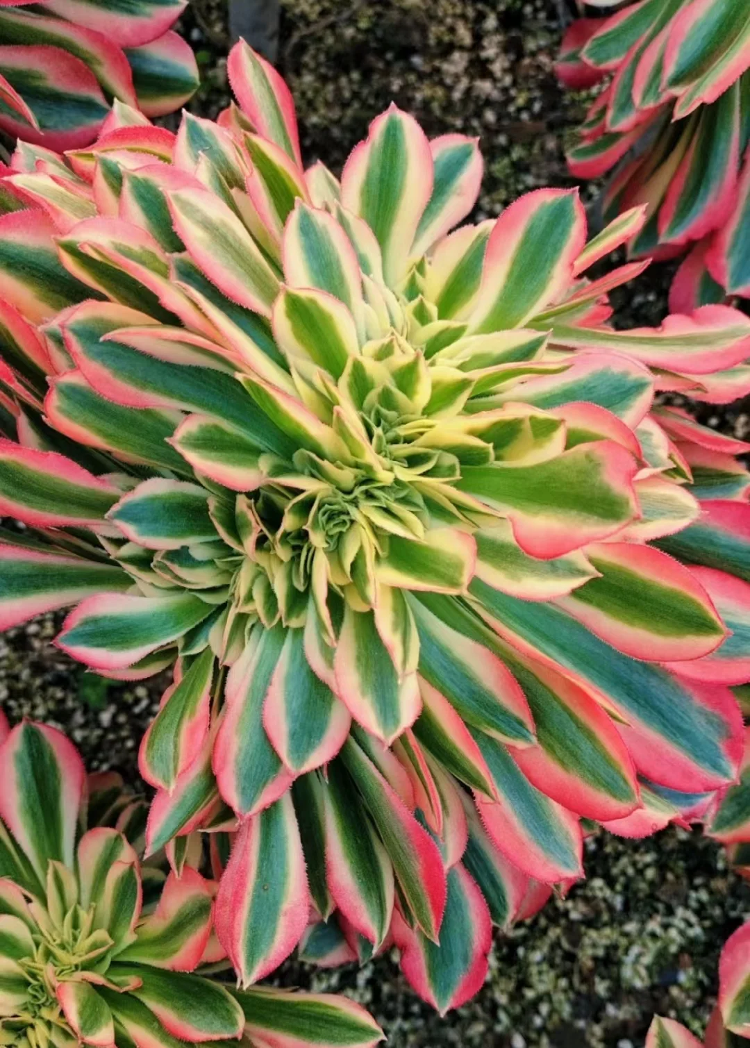 plant Aeonium Echeveria Haworthia  Caudex  Lithops Cactus  Agave 