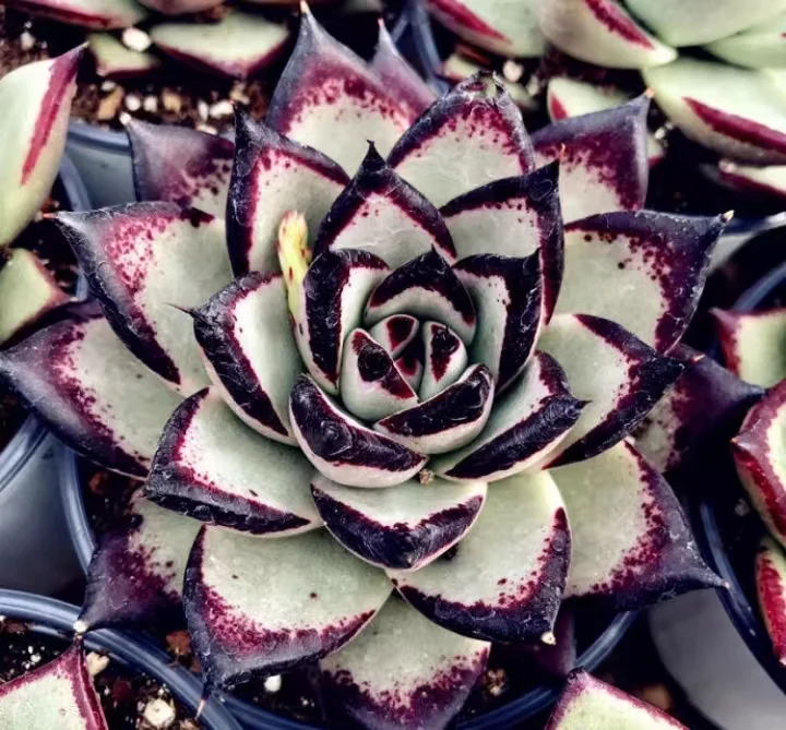 plant Aeonium Echeveria Haworthia  Caudex  Lithops Cactus  Agave 