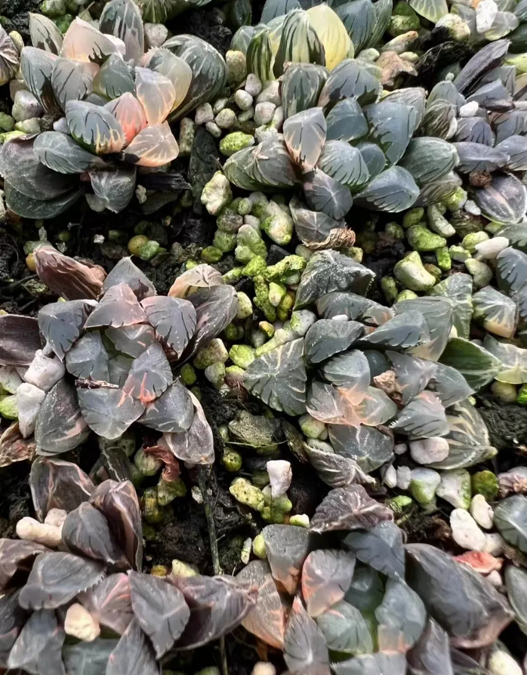 plant Aeonium Echeveria Haworthia  Caudex  Lithops Cactus  Agave 