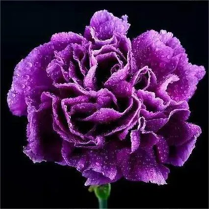 Dianthus Caryophyllus Seeds