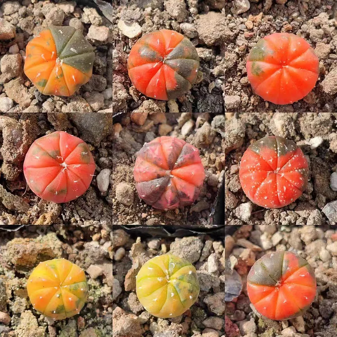 plant Aeonium Echeveria Haworthia  Caudex  Lithops Cactus  Agave 