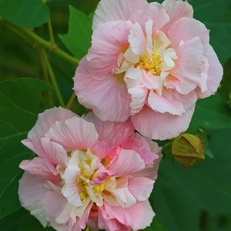 Double Hibiscus Mutabilis🌺Flower Seeds