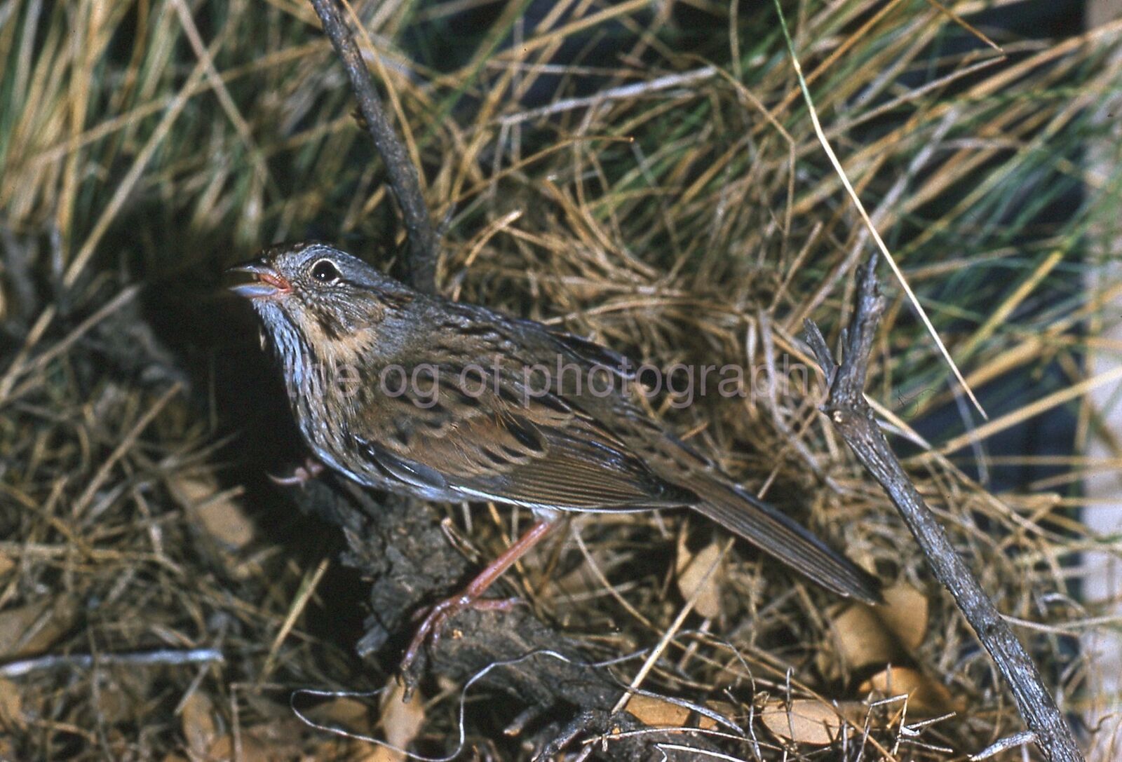 LINCOLN'S SPARROW 35mm FOUND SLIDE Vintage COLOR Original Photo Poster painting 111 T 3 T