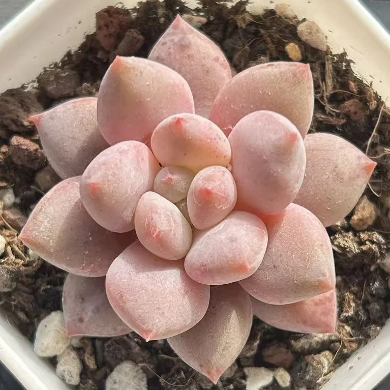 plant Aeonium Echeveria Haworthia  Caudex  Lithops Cactus  Agave 