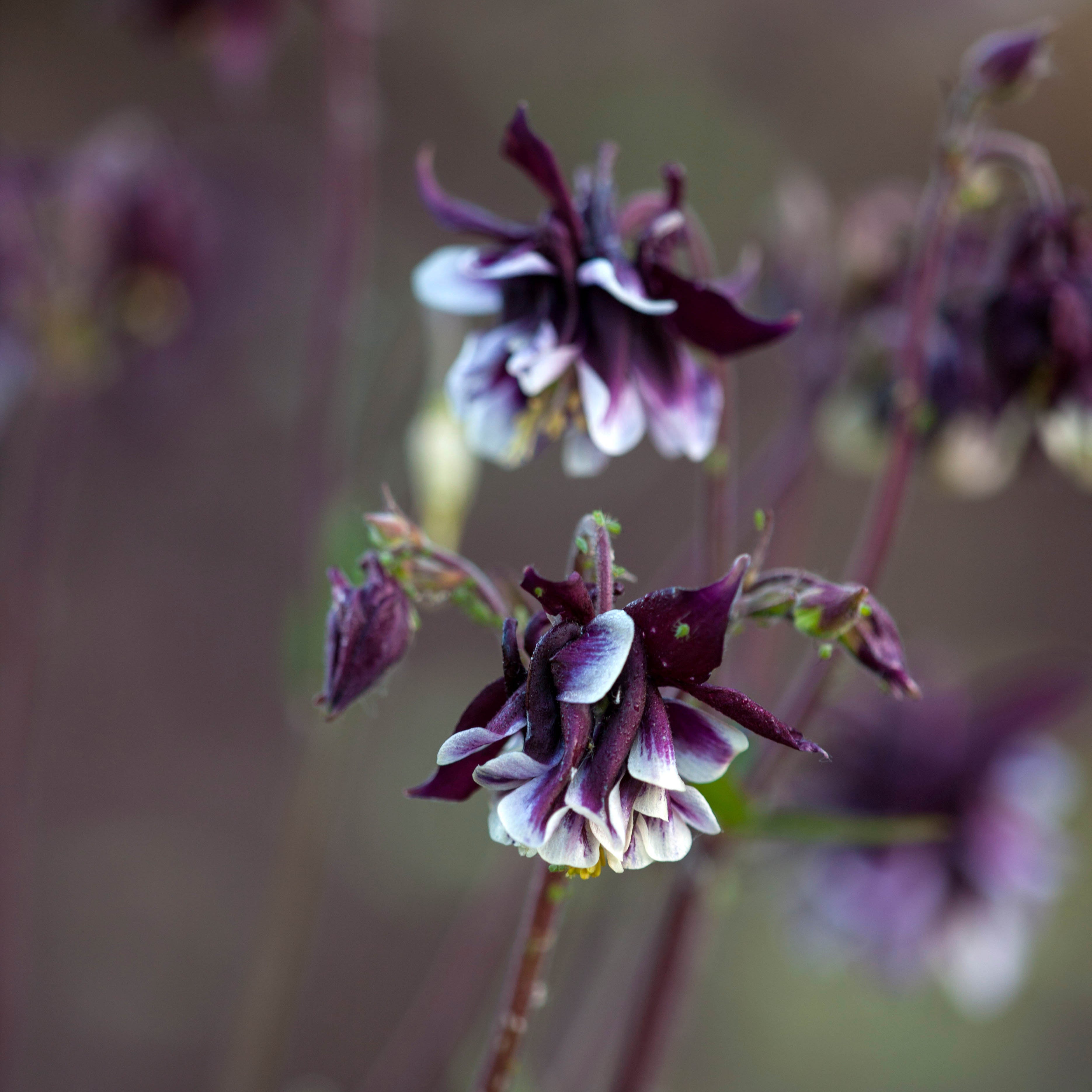 Aquilegia vulgaris William Guinness Columbine Flower | X 30 Seeds
