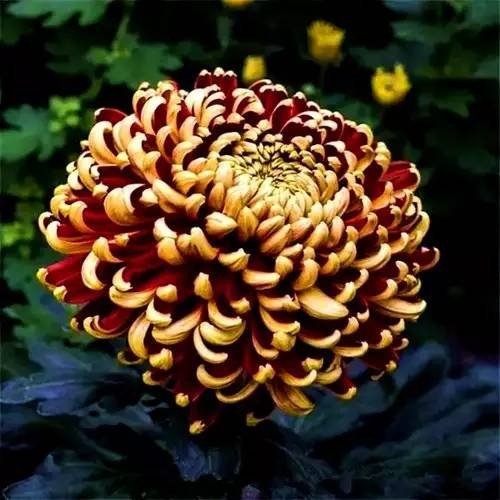 Rare Fireworks Chrysanthemum Seeds Jonyparkseed®