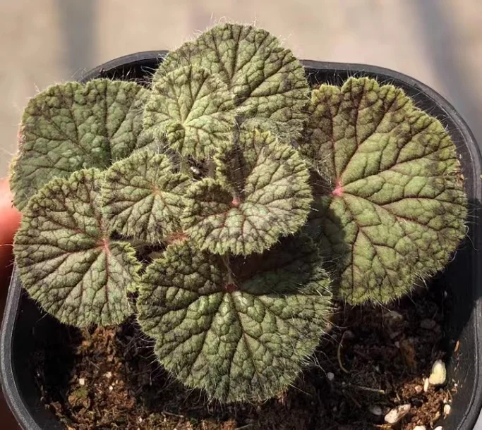 778.  Pelargonium barklyi  1-1.5cm  / Caudex / Succulent plants / Garden landscape / Carefully select healthy plants