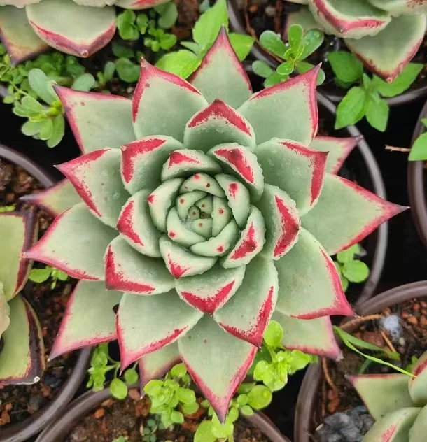  206. Ebony single head 5-6cm / Echeveria/ Succulent plants / Garden landscape / Carefully select healthy plants