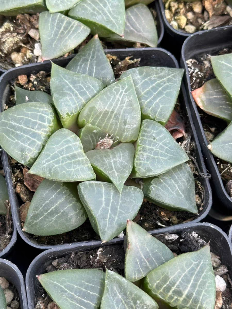 plant Aeonium Echeveria Haworthia  Caudex  Lithops Cactus  Agave 