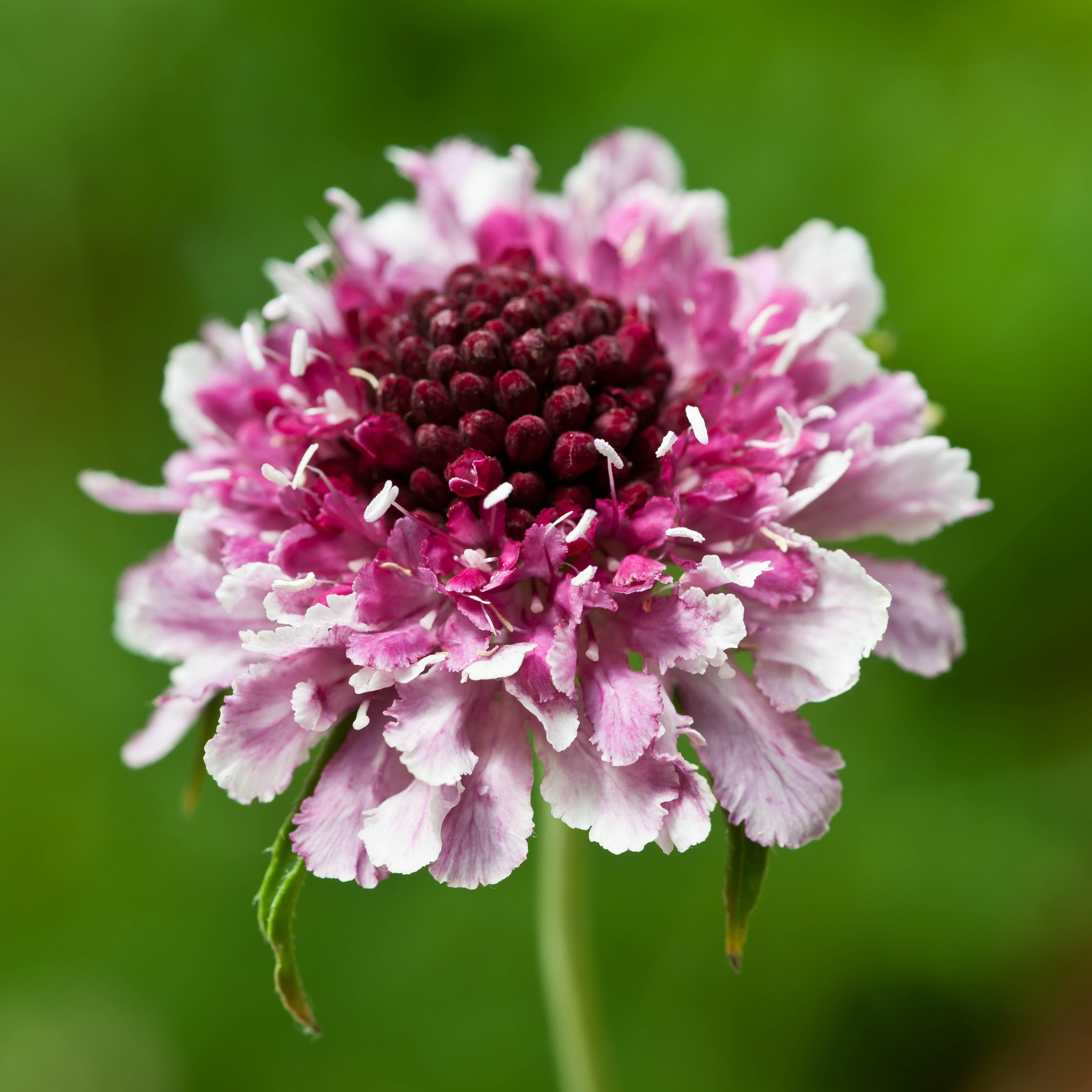 Scabiosa Beaujolais Bonnets Flower | X 40 Seeds