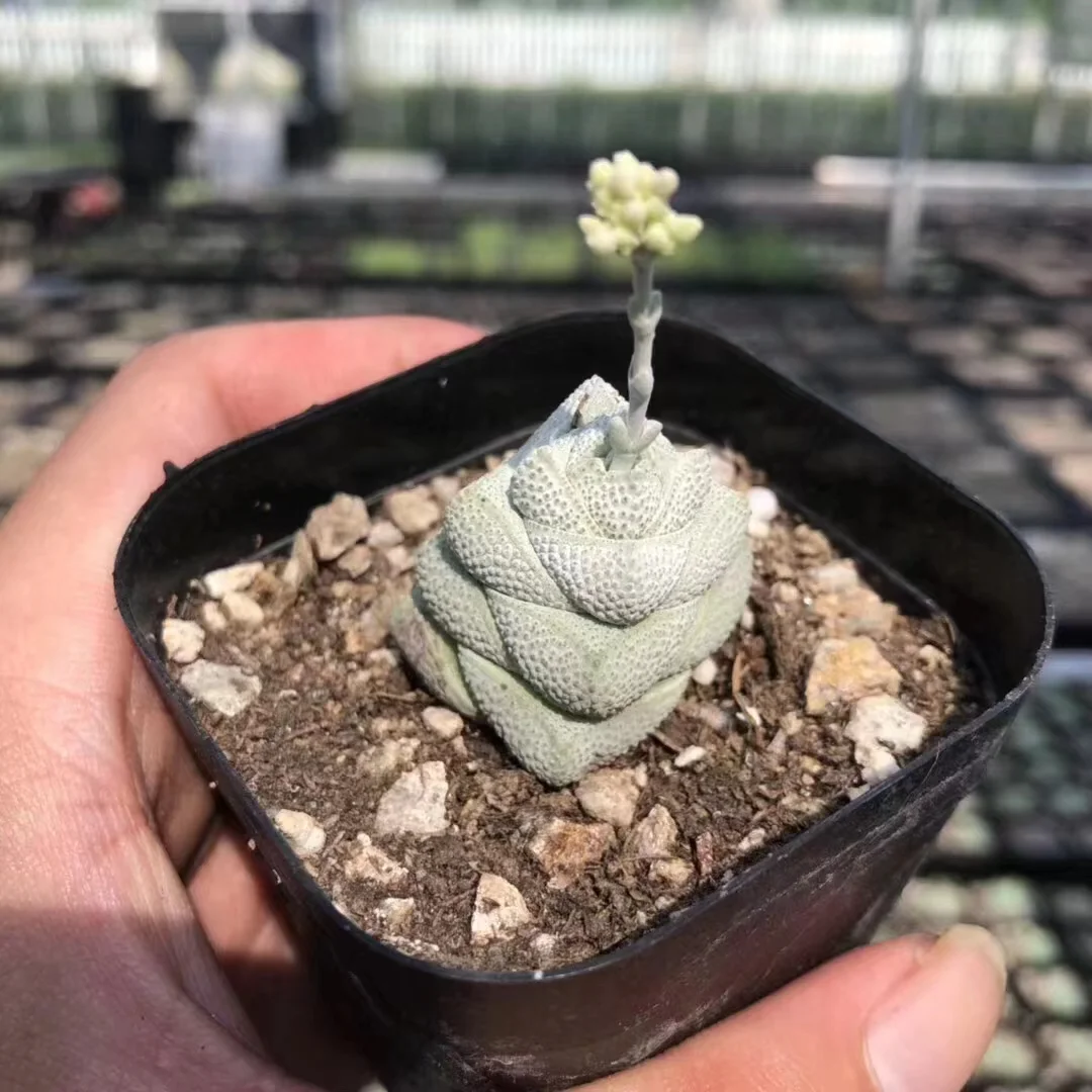 plant Aeonium Echeveria Haworthia  Caudex  Lithops Cactus  Agave 