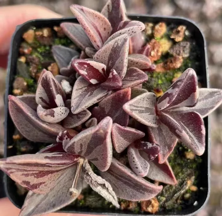 plant Aeonium Echeveria Haworthia  Caudex  Lithops Cactus  Agave 