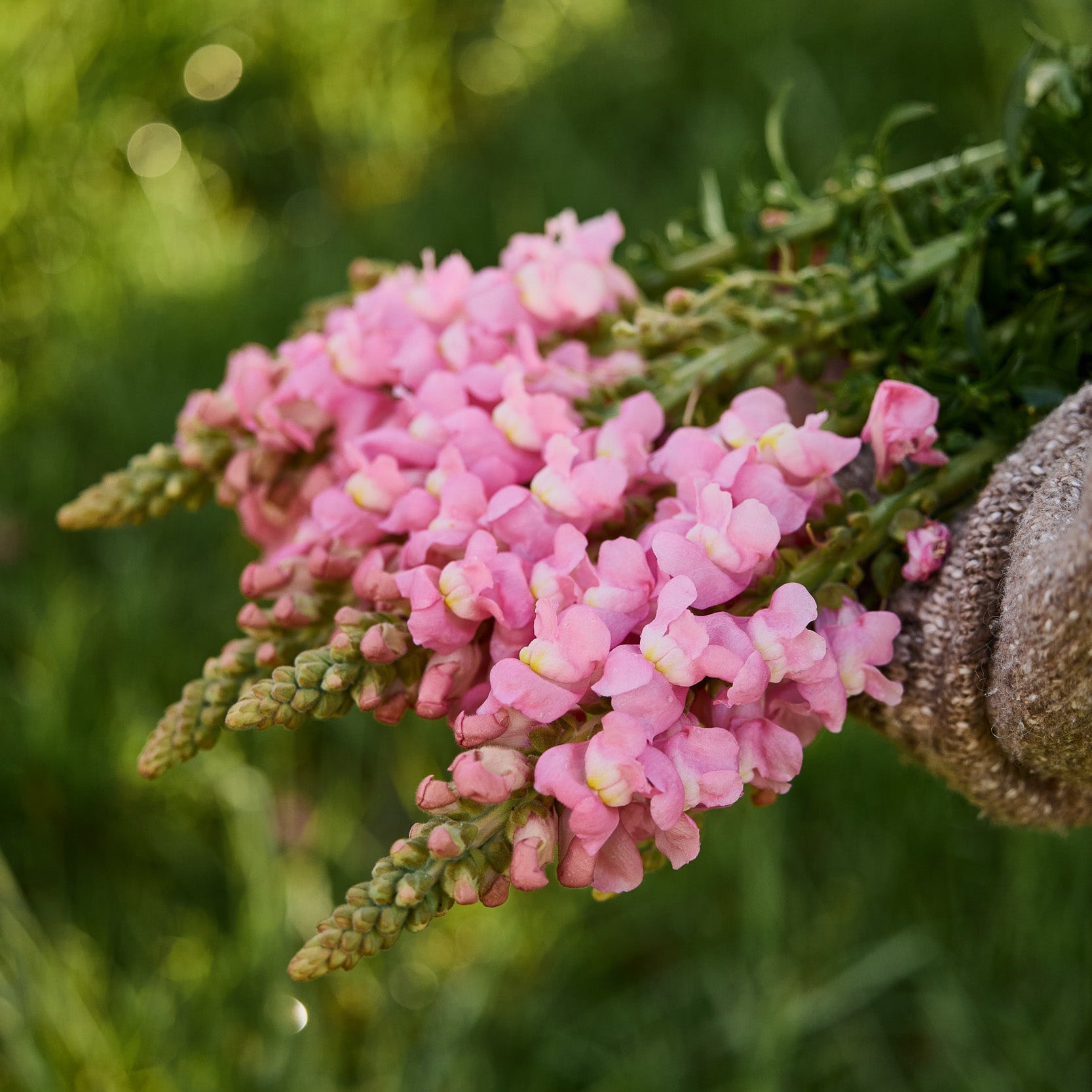 Snapdragon Maryland True Pink Flower | X 50 Seeds
