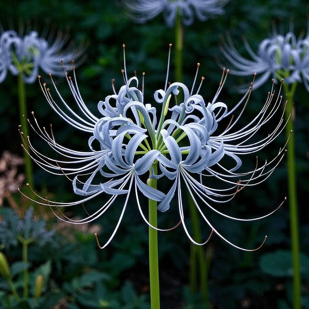 🌺Spider Lily - Light Pink🌺