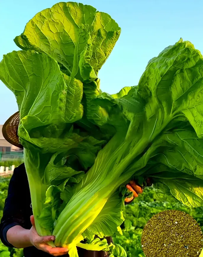 Large Leaf Stuffed Sweet Mustard Seeds