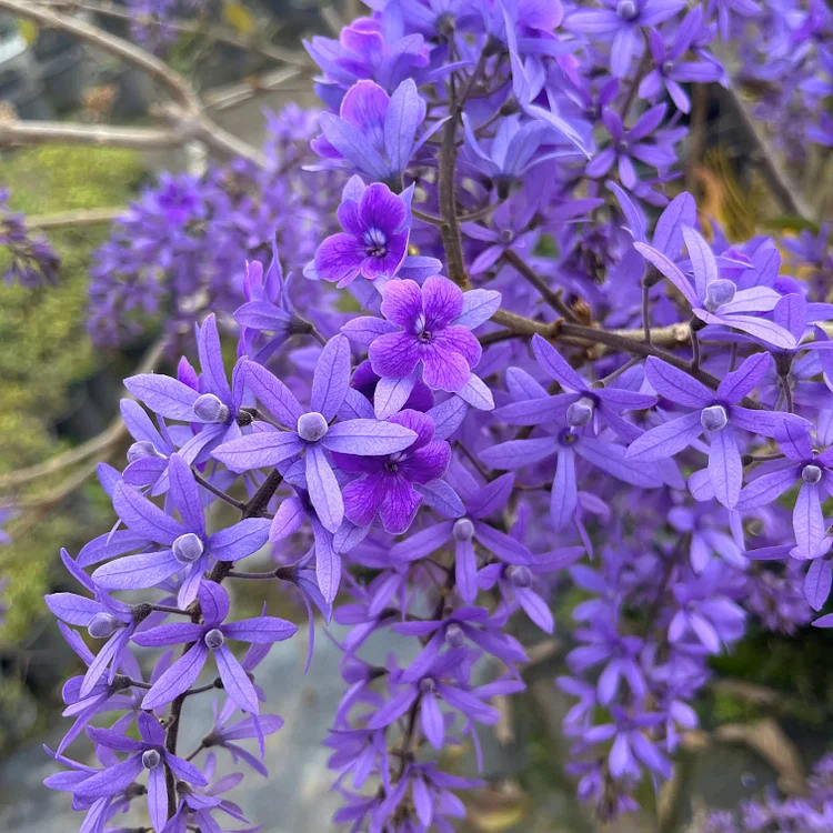 💜Sandpaper Vine Seeds - Queen's Wreath