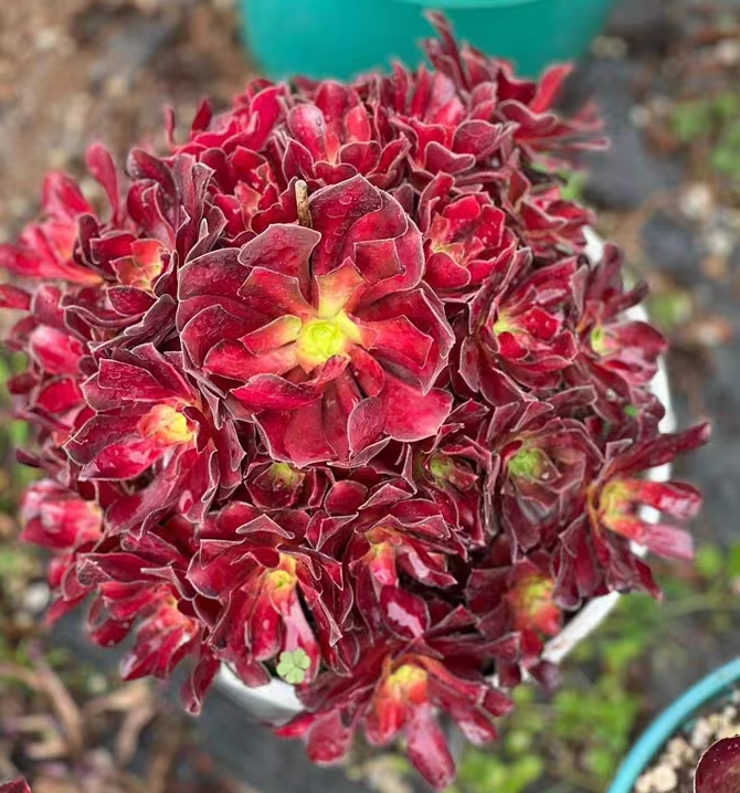 1045. The Setting sun cluster/Aeonium cluster/Aeonium plants/Succulent plants / Garden landscape / Carefully select healthy plants