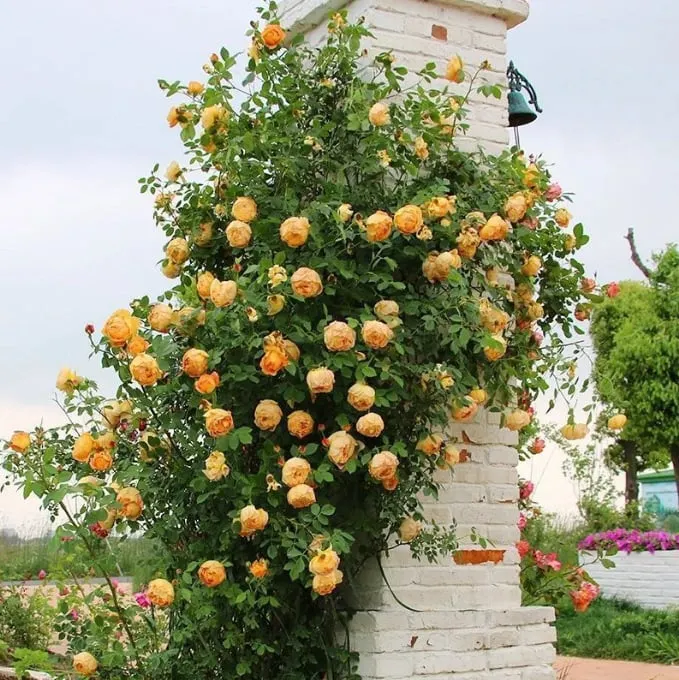 🌹Climbing Vine Rose Flower Seeds🌹