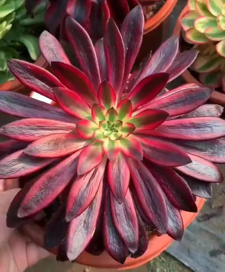 plant Aeonium Echeveria Haworthia  Caudex  Lithops Cactus  Agave 