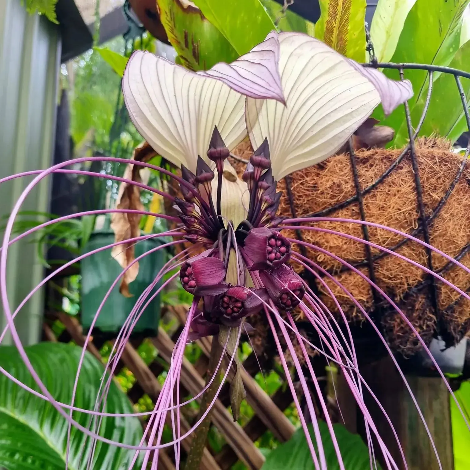 Rare Exotic White Bat Flower