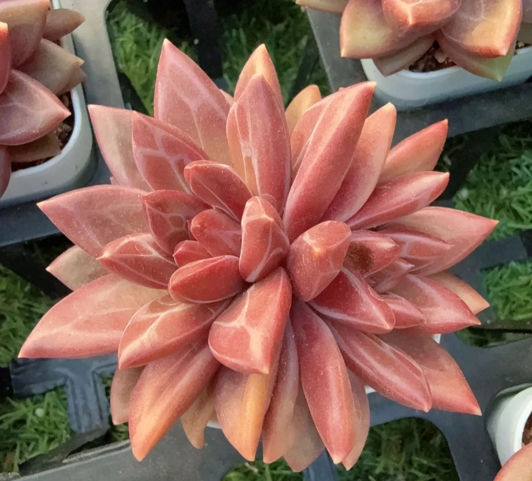 plant Aeonium Echeveria Haworthia  Caudex  Lithops Cactus  Agave 