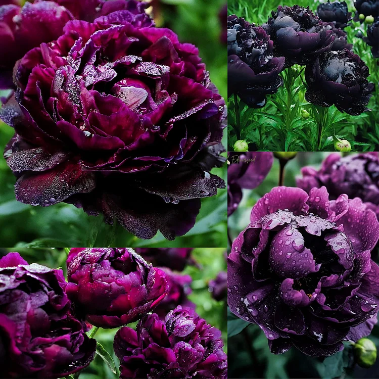 Black Beauty Peony Flower Seeds: Embrace the Dark Elegance