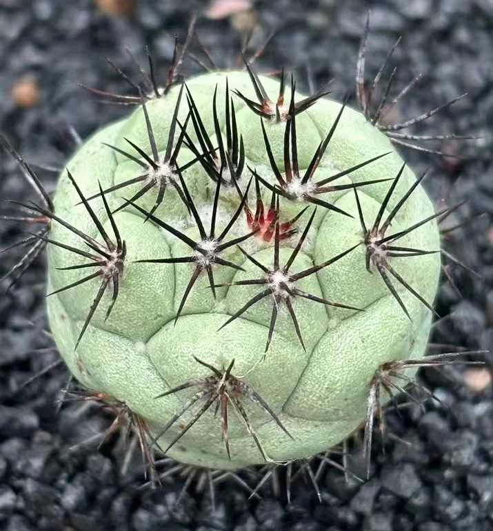 plant Aeonium Echeveria Haworthia  Caudex  Lithops Cactus  Agave 