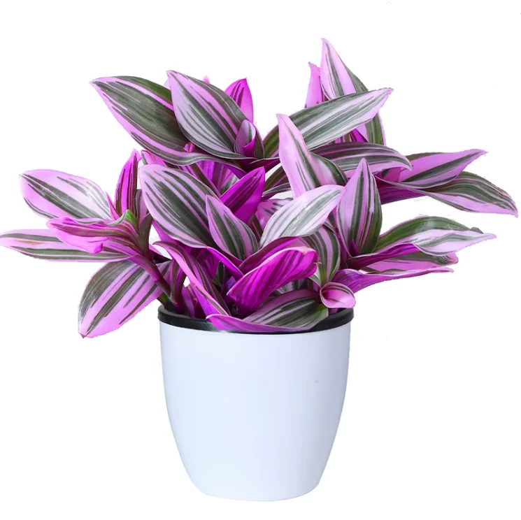 Oil painting wedding spider plant