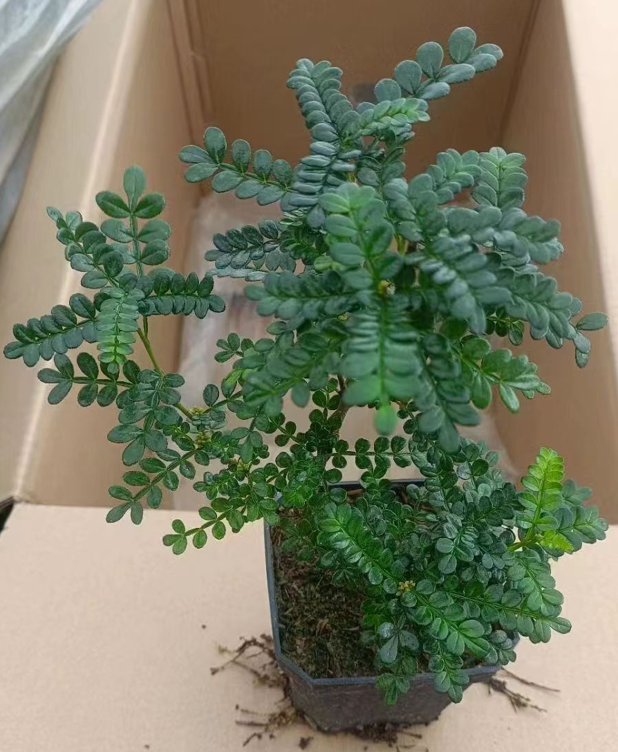 plant Aeonium Echeveria Haworthia  Caudex  Lithops Cactus  Agave 