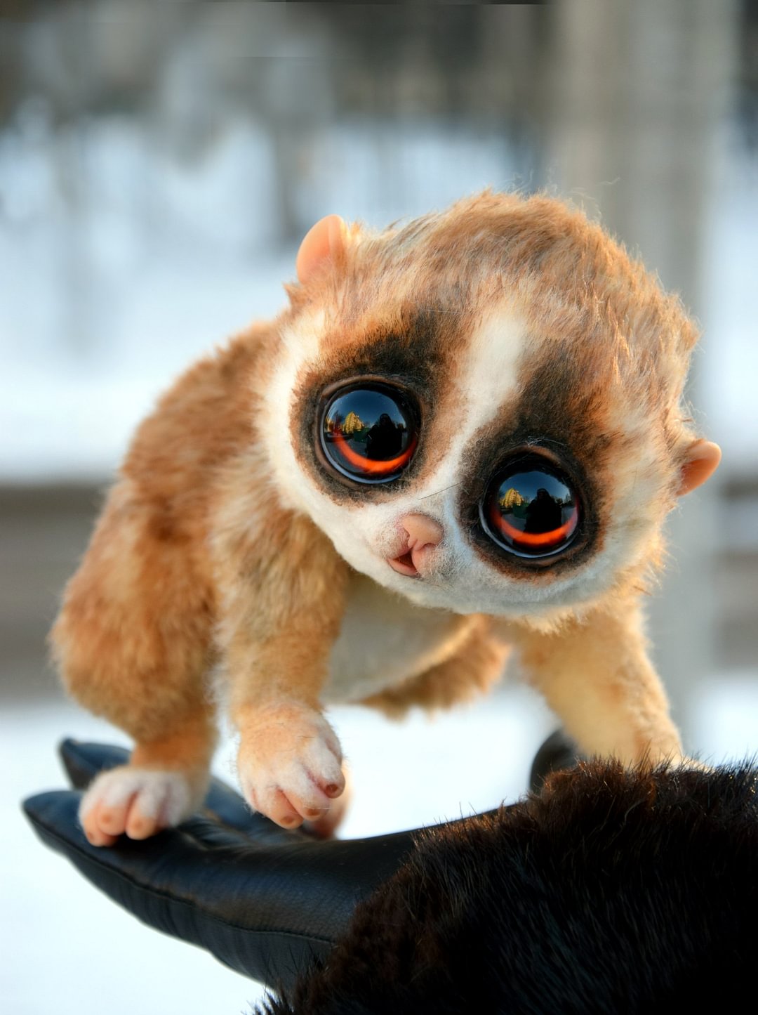 Pygmy Slow Loris