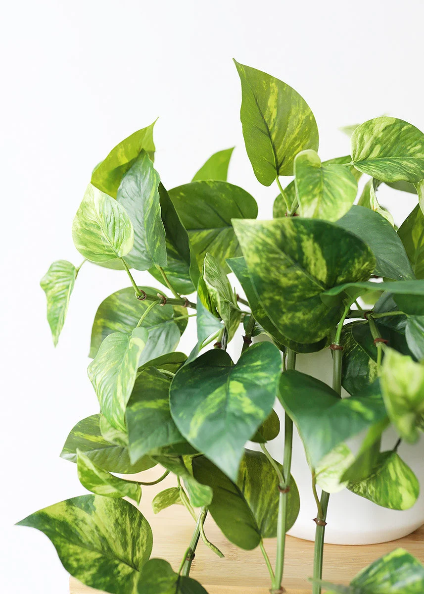 Natural Touch Pothos Artificial Plant - 48"