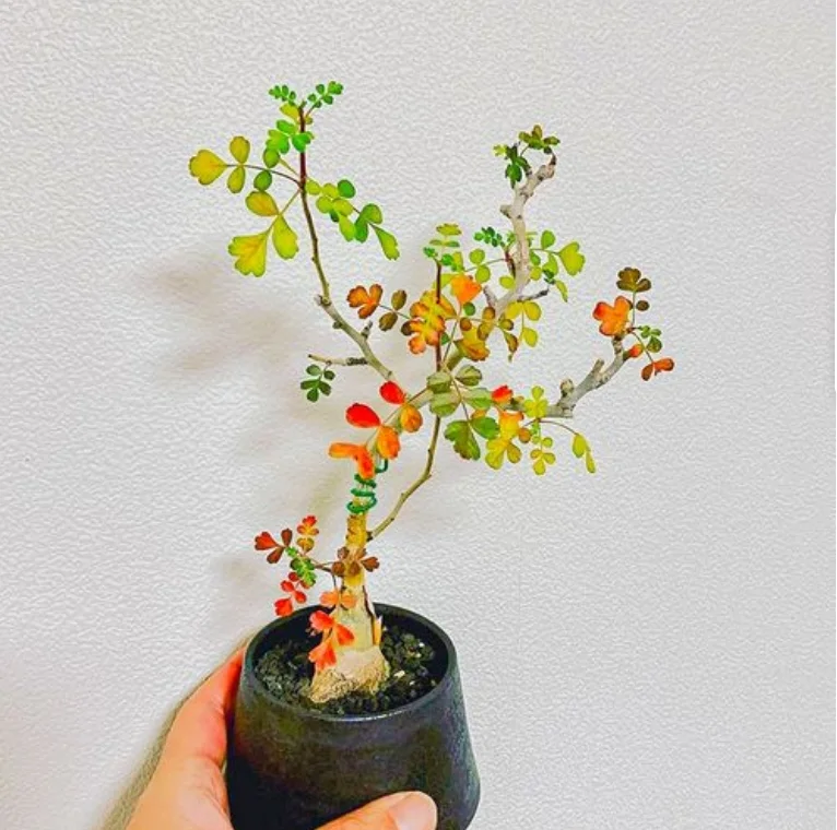 plant Aeonium Echeveria Haworthia  Caudex  Lithops Cactus  Agave 