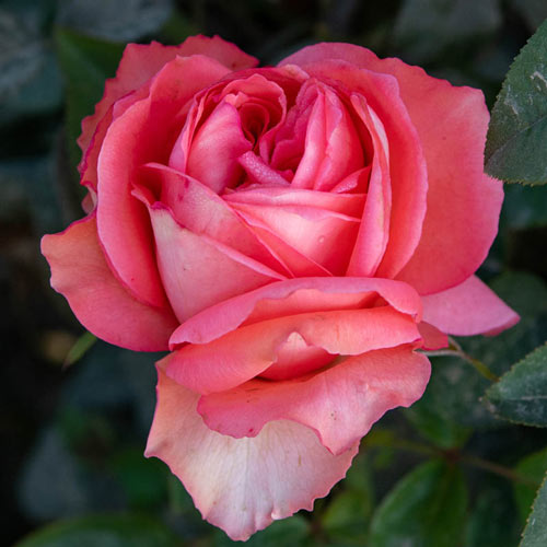 Hybrid Tea Rose Jonyparkseed®