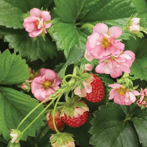 Berried Treasure Pink Flower Strawberry