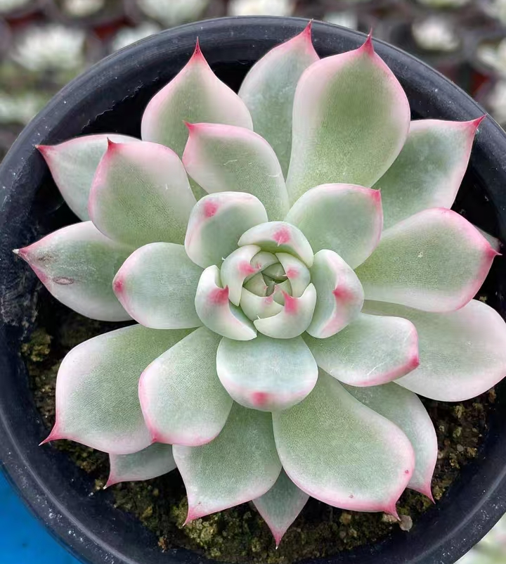 plant Aeonium Echeveria Haworthia  Caudex  Lithops Cactus  Agave 