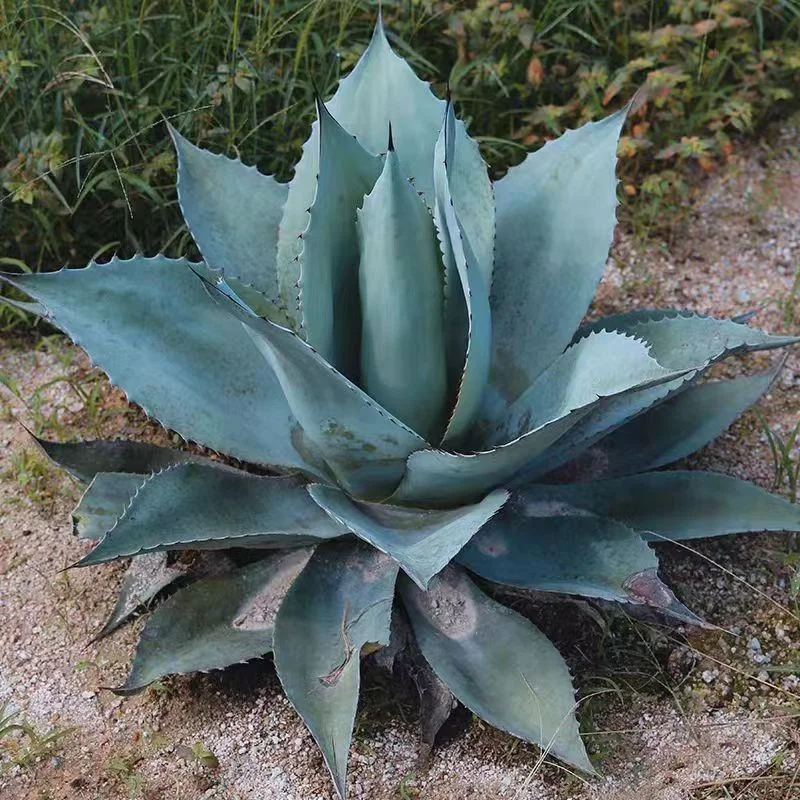 1003.Agave titanota blue whale Agave plants / Succulent plants / Garden landscape / Carefully select healthy plants