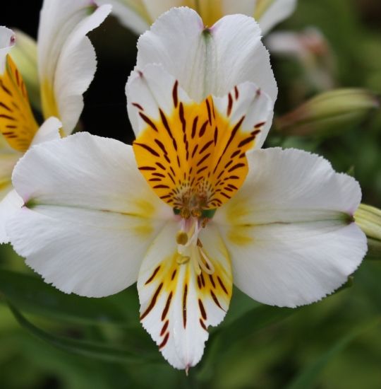 Alstroemeria Pulchra"White" Jonyparkseed®