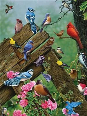 Bird Paint By Numbers Kits UK For Adult Y5782