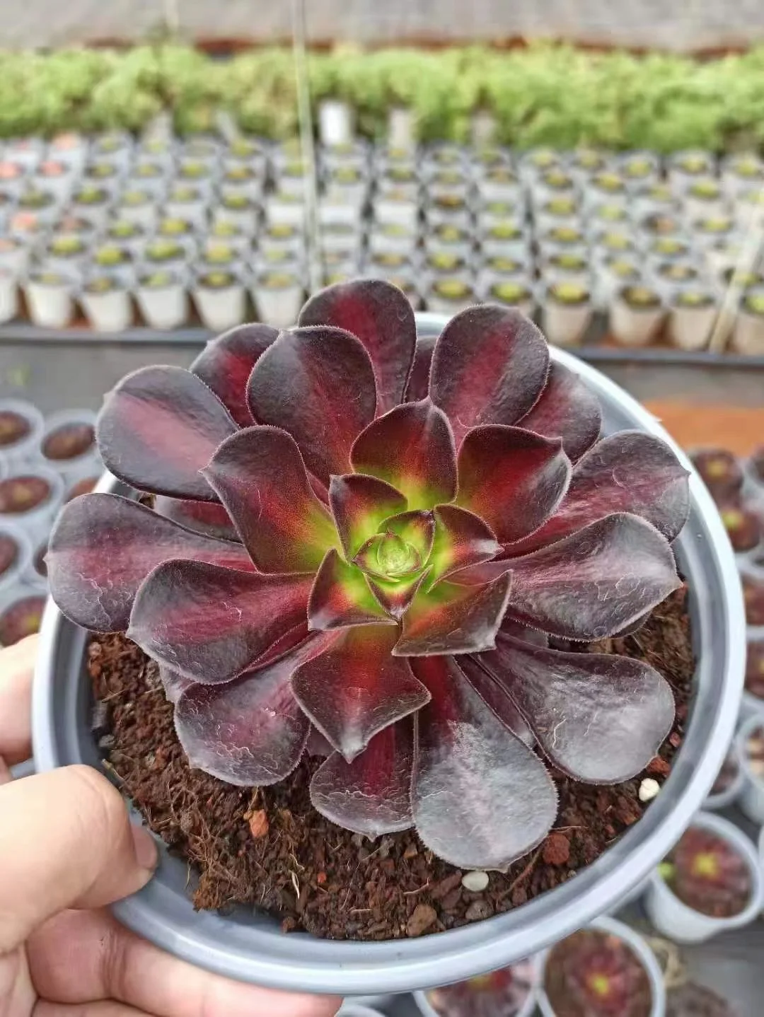 188.  Kilimanjaro  single head and cutting / Aeonium / Succulent plants   / Garden landscape / Carefully select healthy plants